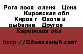 Рога лося, оленя › Цена ­ 500 - Кировская обл., Киров г. Охота и рыбалка » Другое   . Кировская обл.